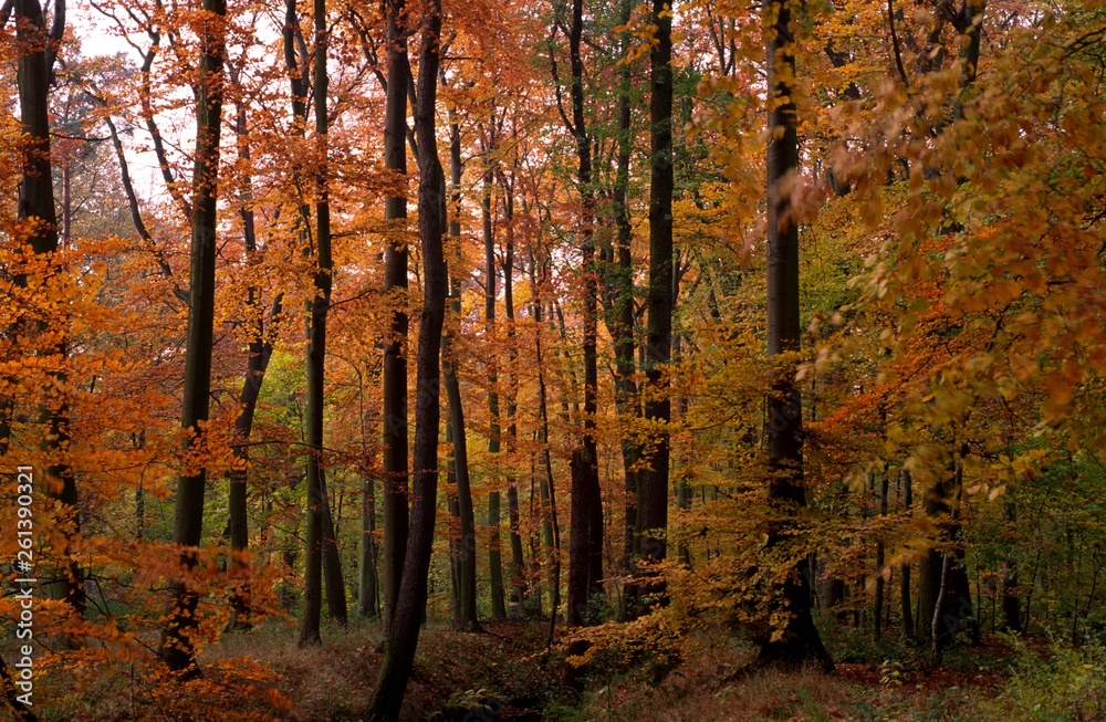 Obraz premium stadtwald in hannover