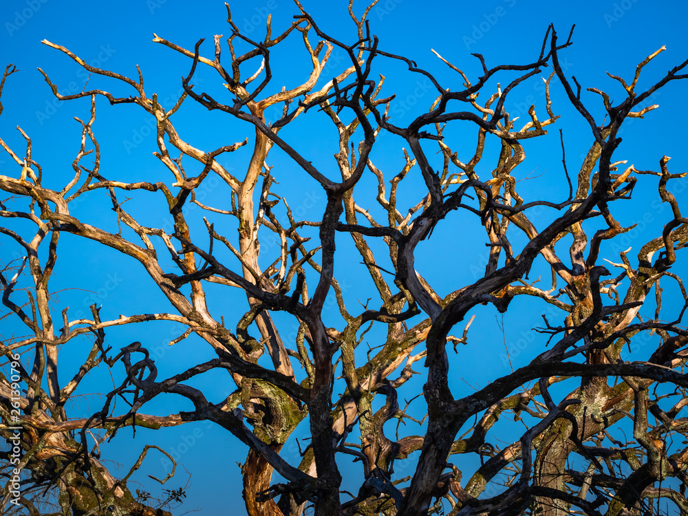 Obraz premium dry trees