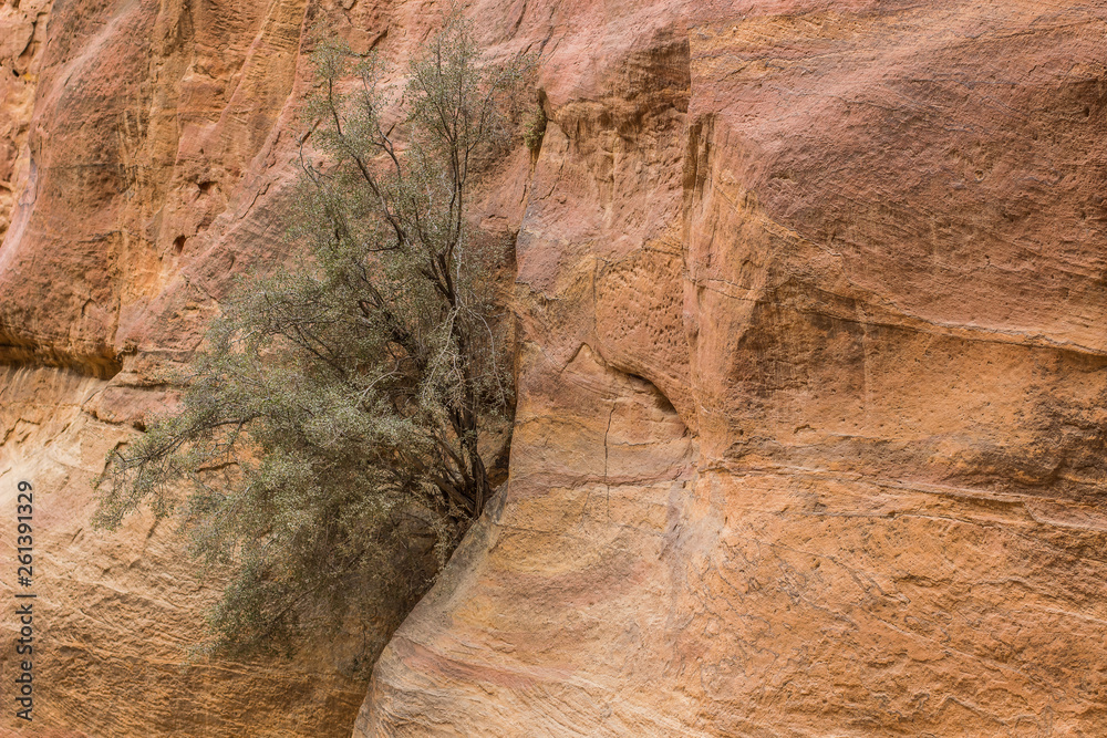 lonely dry tree grow up from sand stone  rocky wall inside desert canyon
