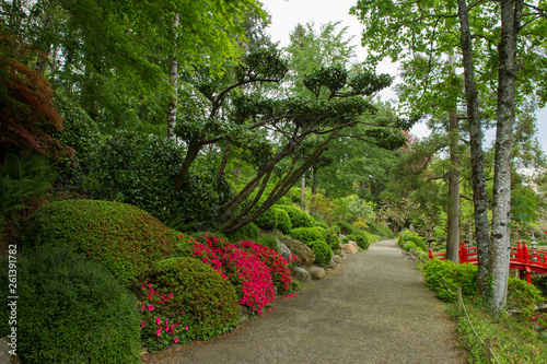 Rhododendron blossom and topiary art in Maulivrier - Japanese Garden . France.