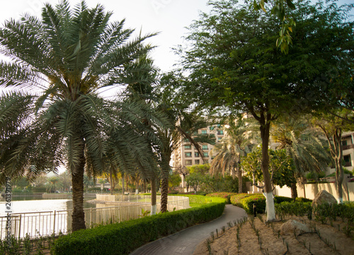 road in the garden by the pond. palm alley. walk by the pond in the fresh air