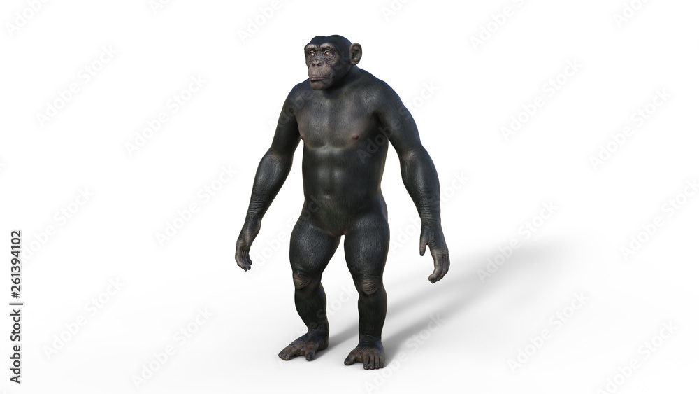 Chimpanzee monkey, primate ape standing, wild animal isolated on white background, 3D illustration Chimpanzee monkey, primate ape standing, wild animal isolated on white background, 3D illustration