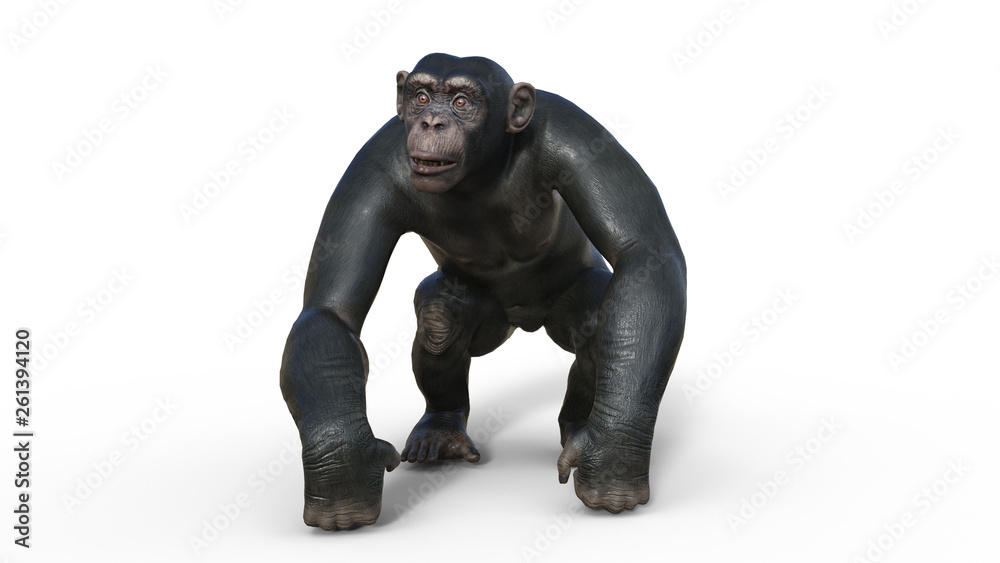 Chimpanzee monkey, primate ape walking, wild animal isolated on white  background, 3D illustration Stock Illustration | Adobe Stock