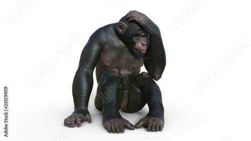 Chimpanzee monkey, primate ape thinking, wild animal isolated on white background, 3D illustration © freestyle_images