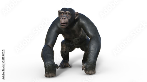 Chimpanzee monkey  primate ape walking  wild animal isolated on white background  3D illustration