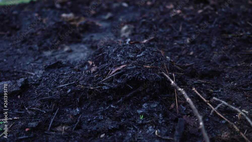 Black ash. Burnt house. Burnt wood. Wildfire tragedy. Firefighters put out the fire. Catastrophe. Insects crawling over the ashes. Black ash. Burnt house. Burnt wood. Wildfire tragedy. Firefighters put out the fire. Catastrophe. Insects crawling over the ashes.