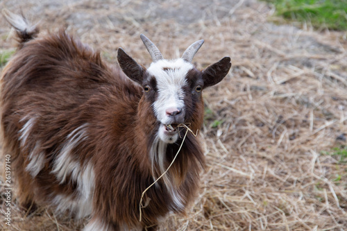 Brown Pygmy goat chewing straw