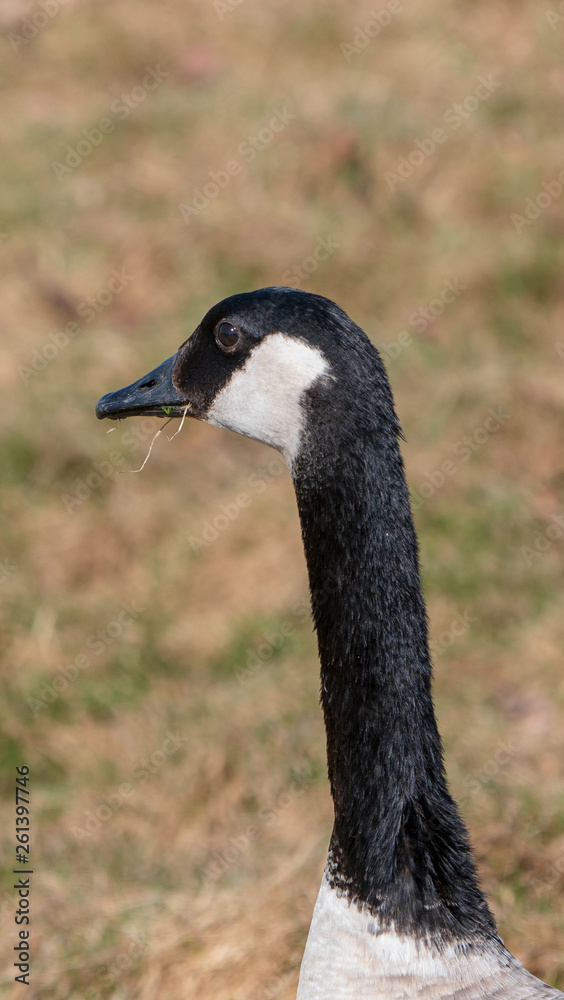 Gęś Goose Bernikla kanadyjska północna Branta canadensis Gęś Goose Bernikla kanadyjska północna Branta canadensis