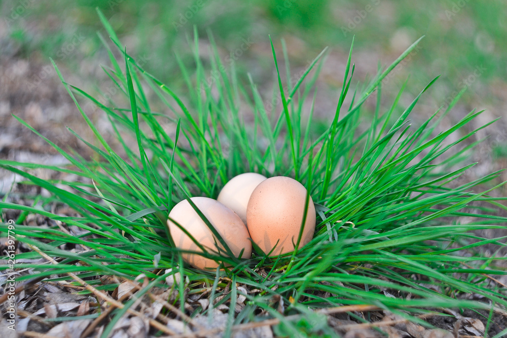 easter eggs on green grass easter eggs on green grass