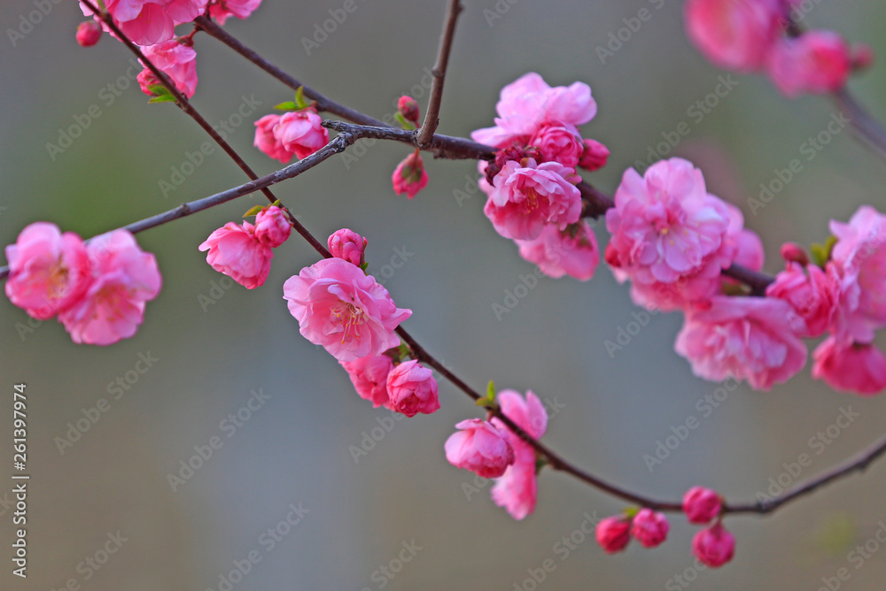 Peach blossom in the garden Peach blossom in the garden