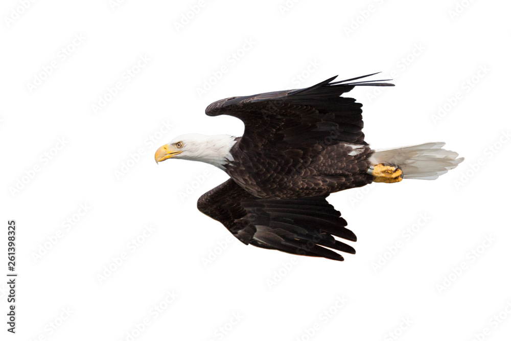 Fototapeta premium Eagle Glides on White Background