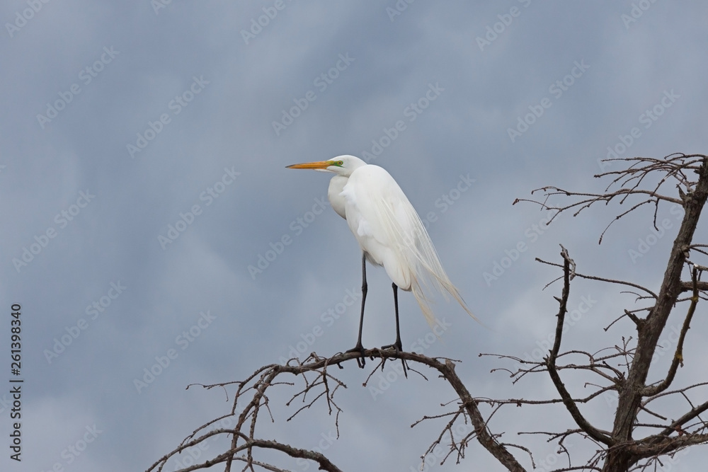 Wind Blown Great Egret Wind Blown Great Egret