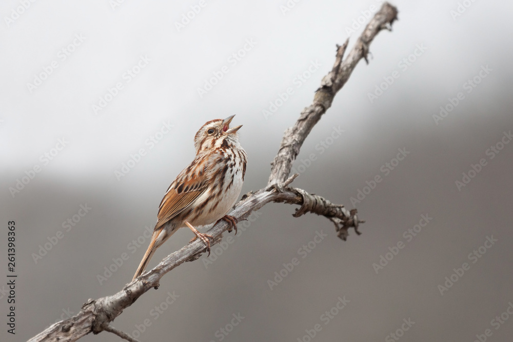 Fototapeta premium Song Sparrow Sings a Song