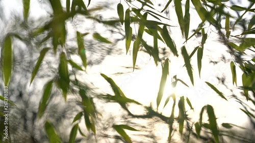 Wallpaper Mural Bamboo sway in the breeze under the sunshine Torontodigital.ca