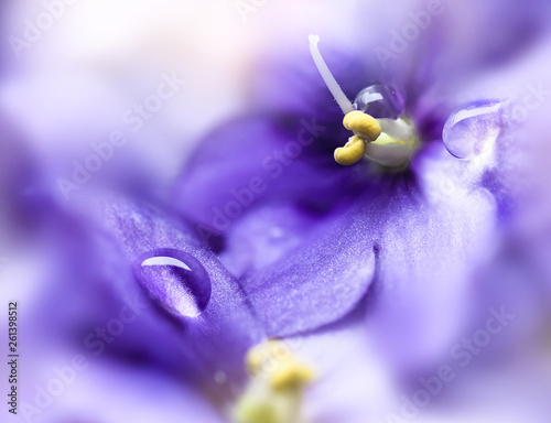 Droplets on violets flowers petals. photo