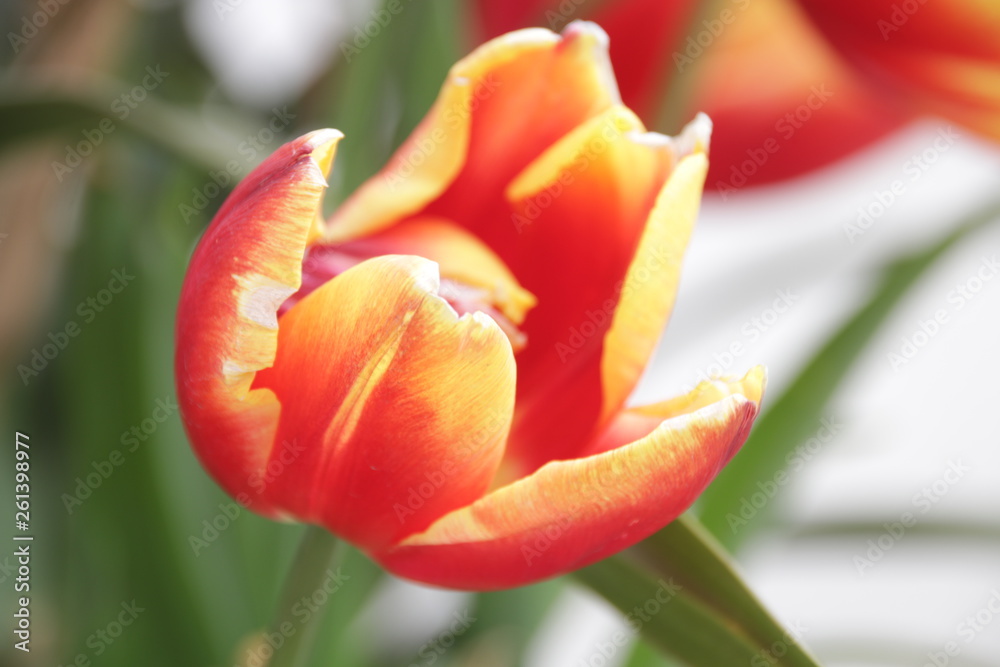 Yellow and Red Tulip Flower is Blooming in Springtime Yellow and Red Tulip Flower is Blooming in Springtime