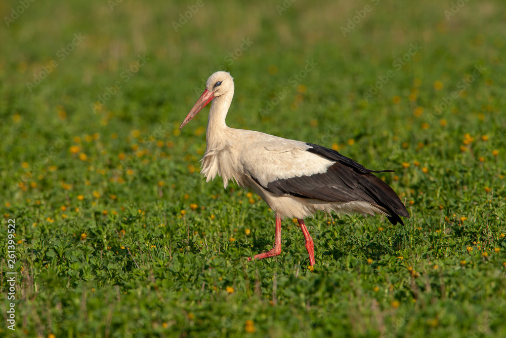 Fototapeta premium Weißstorch auf grüner Wiese mit Löwenzahn