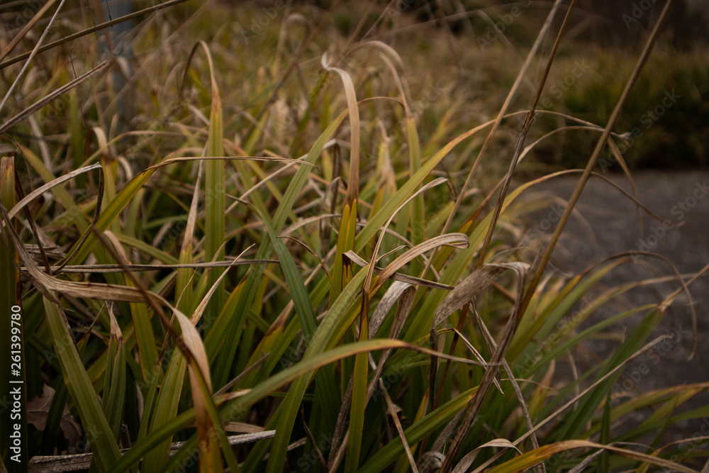 Fototapeta premium Graslandschaft