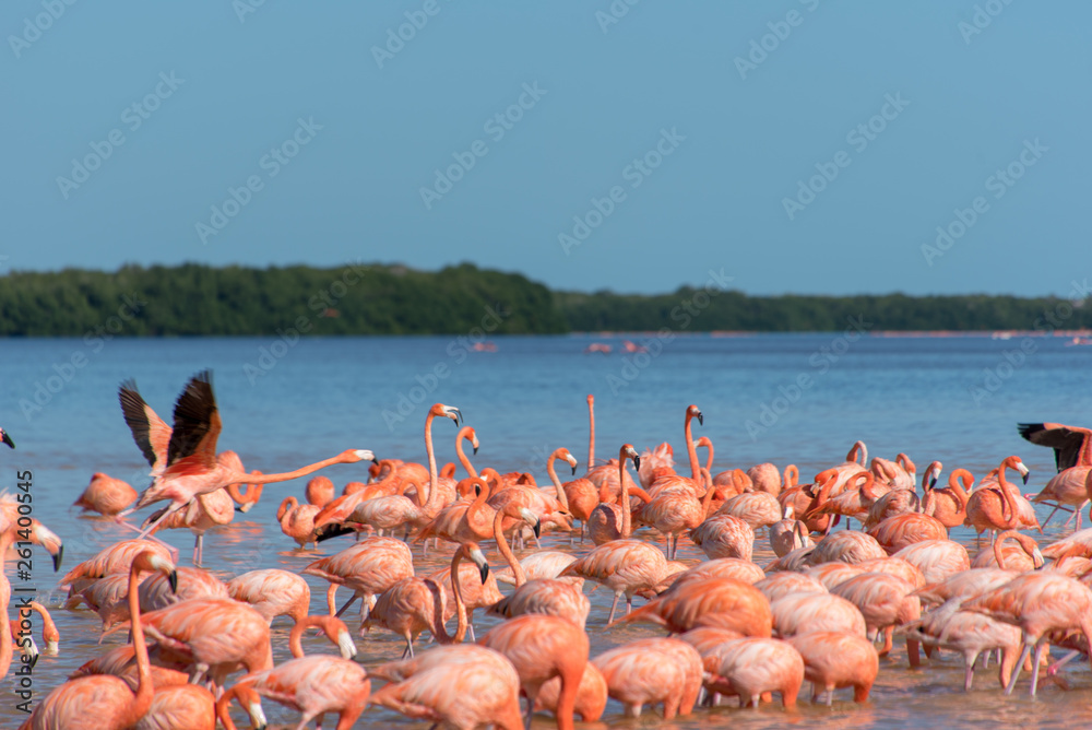 Pink Flamingo Merida Yucatan Mexico