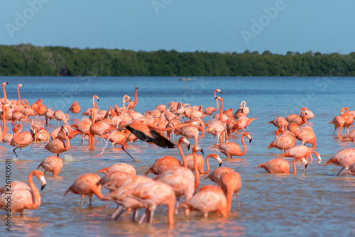 Pink Flamingo Merida Yucatan Mexico