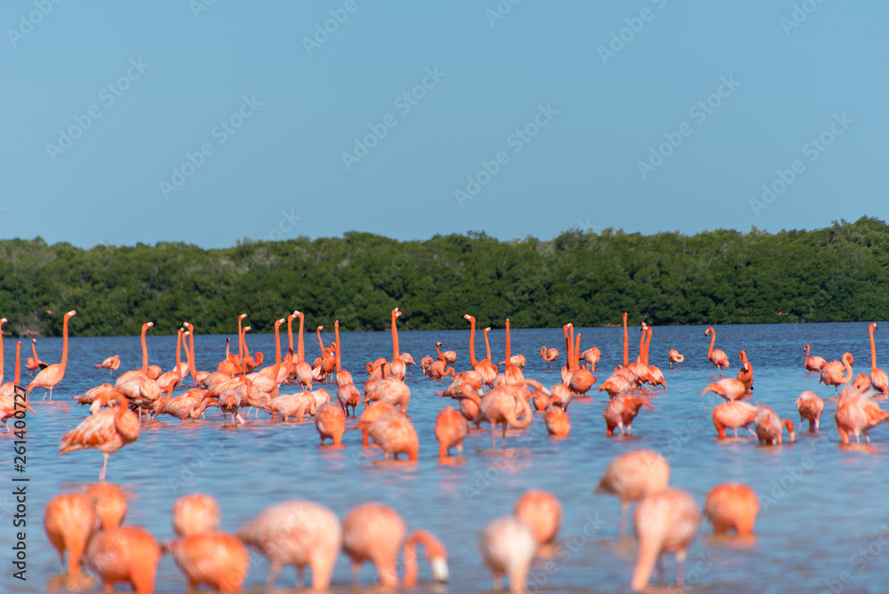 Naklejka premium Pink Flamingo Mexico