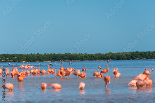 Pink Flamingo Mexico