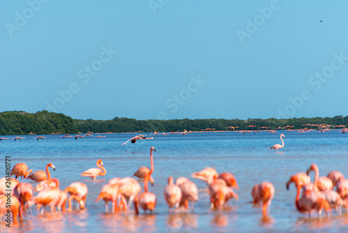 Pink Flamingo Mexico