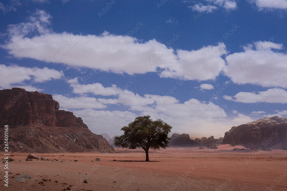 Fototapeta premium Mondtal Wadi Rum mit Baum