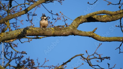 wildlife birds woodpecker pecking in a tree