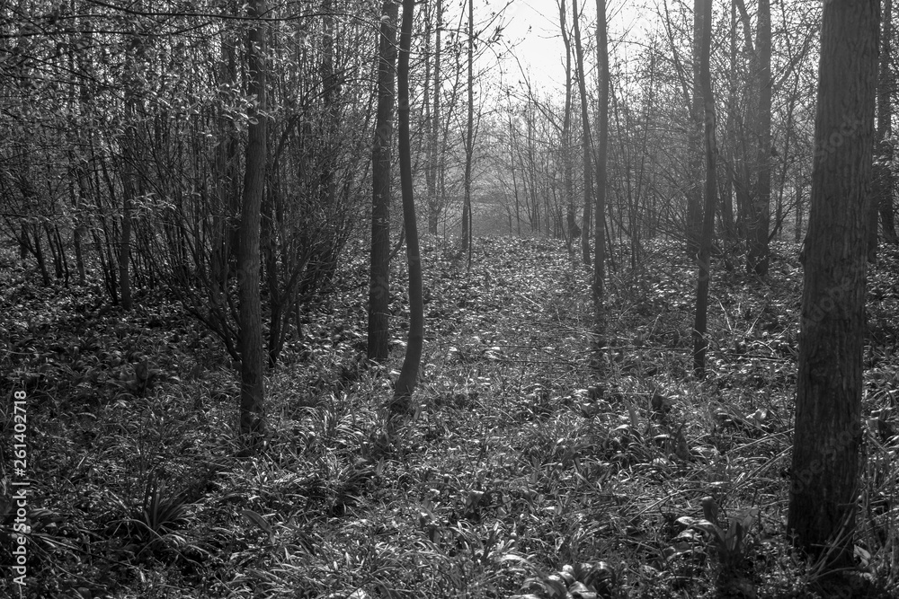 Naklejka premium Landschaftsaufnahme Wald in Mitterkirchen im Machland in Oberösterreich / Österreich