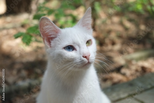 heterochromia home cat