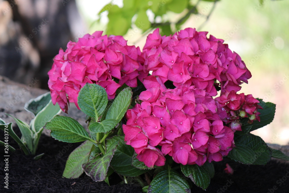 Fototapeta premium Hydrangea