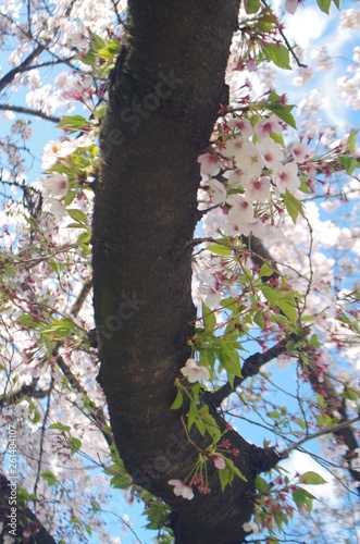 桜　春