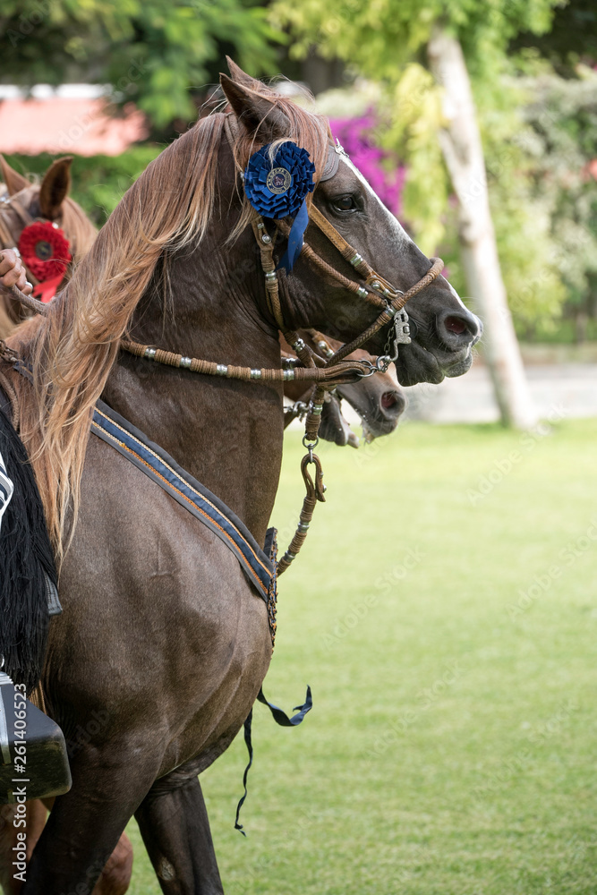 Obraz premium Demonstration of the Peruvian Paso horse mounted by his chalan
