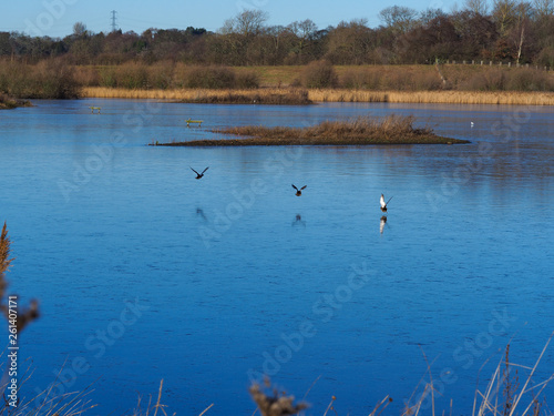 Ducks flying in to land on a lake in St Aidan's Nature Park, West Yorkshire, England