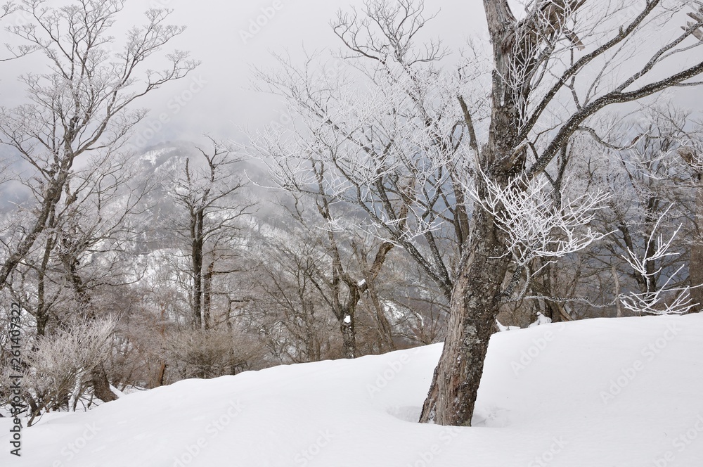 大雪に霧氷 大雪に霧氷