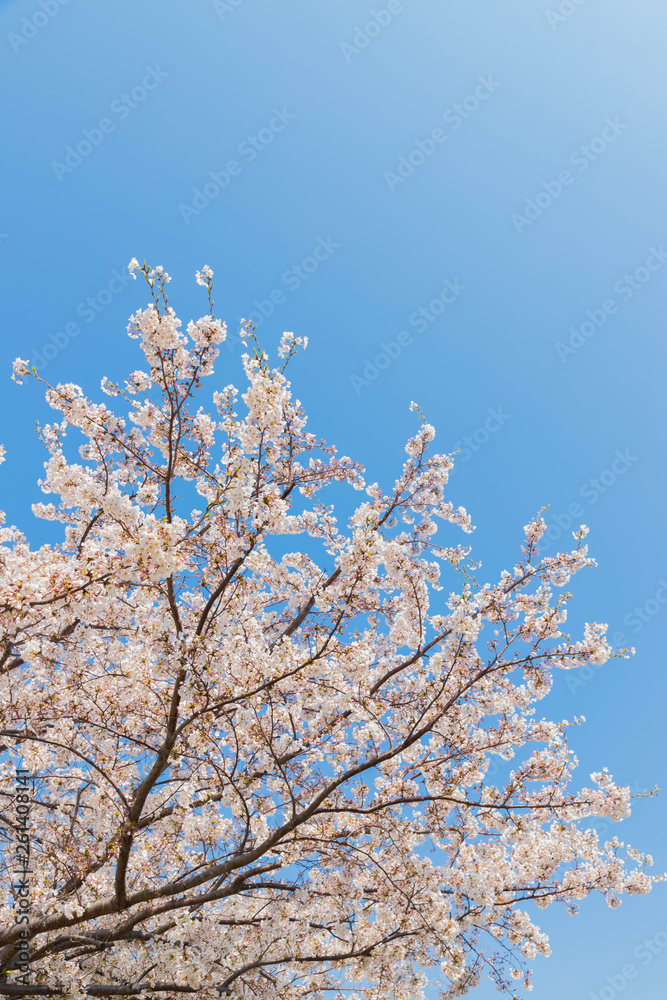 快晴の桜