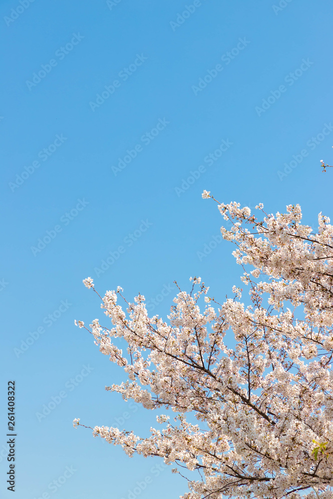 快晴の桜 快晴の桜