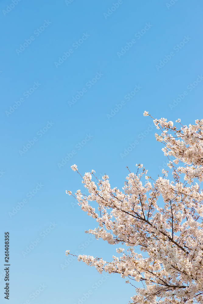 快晴の桜