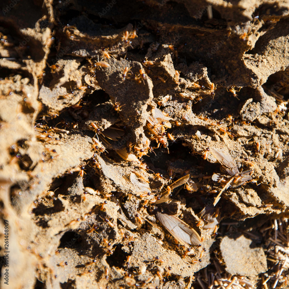 Inside a Termite mound, showing the Termites and the structure of the Mound