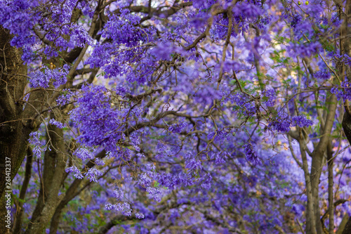 Fotografie beautiful photo of the Jacaranda tress blossom during spring
