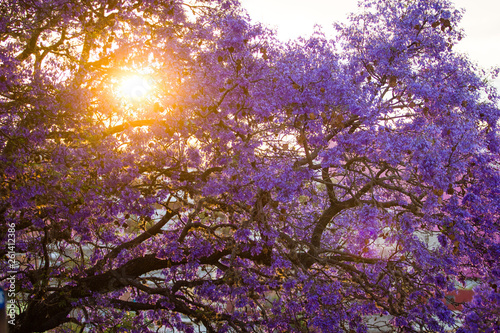 beautiful spring shot of a Jaqaranda tree blossom during sunset