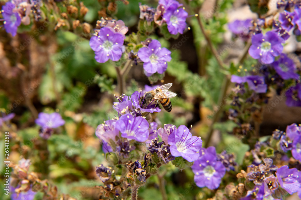 Fototapeta premium Honey bee on the Prospector's View Trail, Lost Dutchman State Park, Arizona