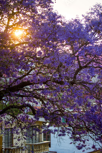 vertical photo, beautiful spring shot of a Jaqaranda tree blossom during sunset © CMH