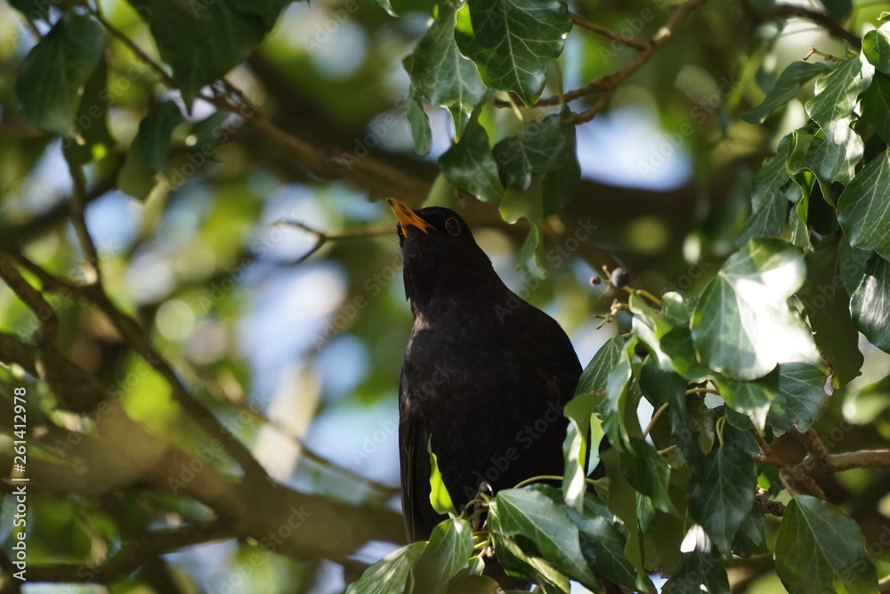 Amsel Drossel männlich