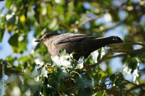 amsel drossel weiblich photo