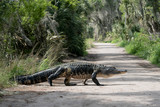 Large American Alligator walking across path