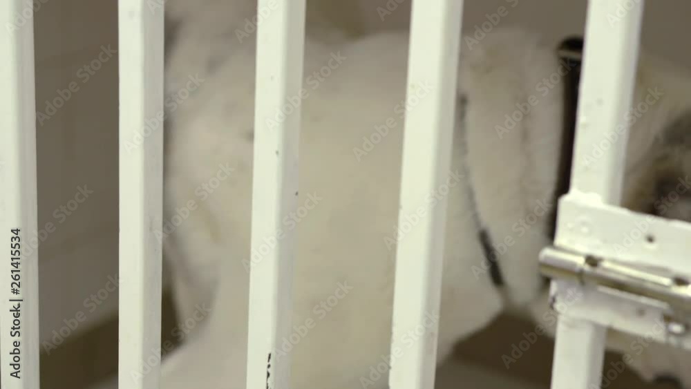 big white dog is sitting in cage in veterinary clinic, furry muzzle and cropped ears big white dog is sitting in cage in veterinary clinic, furry muzzle and cropped ears
