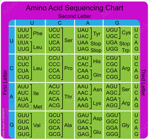 Amino Acid Sequence chart