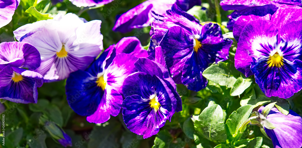 Purple pansies and green leaves. Purple pansies and green leaves.